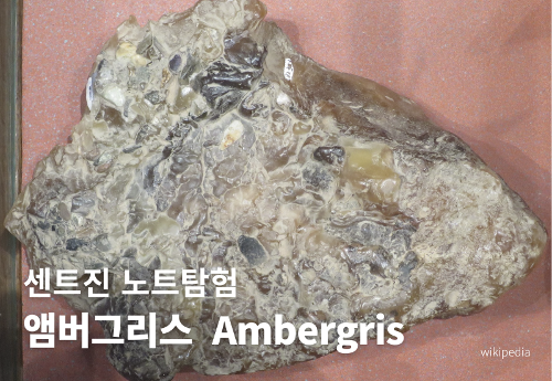 센트진노트탐험 | 앰버그리스 Ambergris