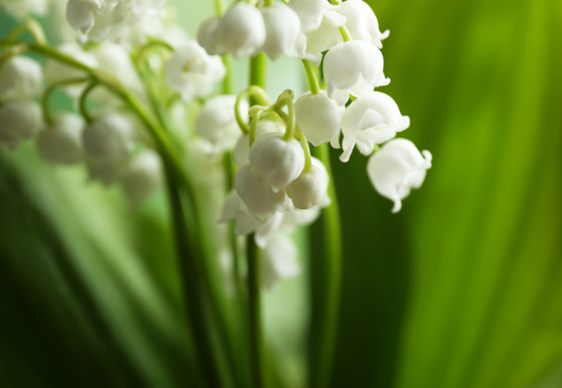 뮤게 은방울꽃 Muguet, Lily of the valley